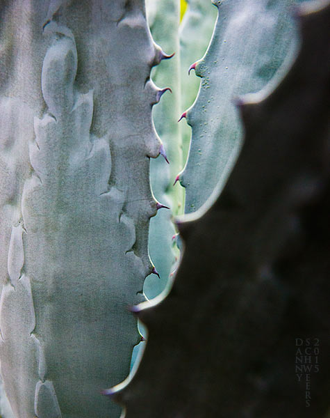 Photo of an agave plant, Austin, Texas