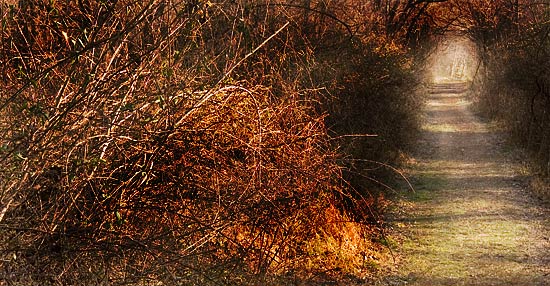 photo: a chaos of thorns and underbrush on the left, an open path on the right