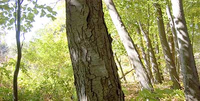 photo: green trees glow in the morning sunlight