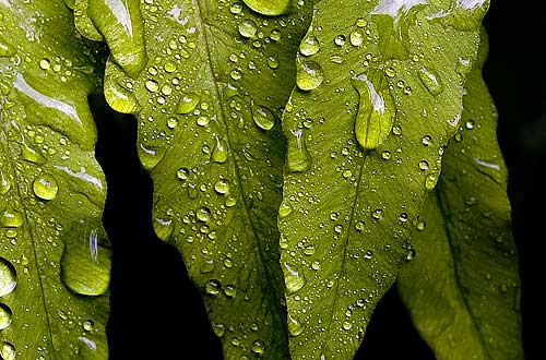 photo: Large drops of rain catch on a fern's leaf, catching light