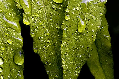 photo: Large drops of rain catch on a fern's leaf, catching light
