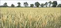 2007_17 Wheat field