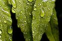 2007_33 Rain on ferns
