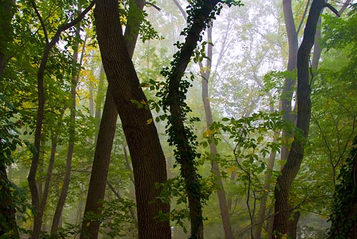 photo: sunlight clearing the morning fog