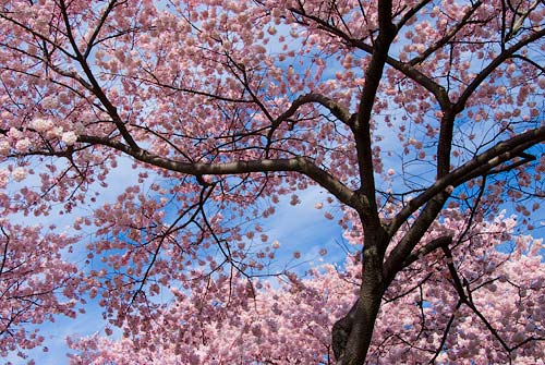 cherry blossoms in spring