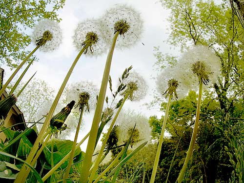 photo: dandelions