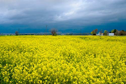 photo of yellow flowers, threatening storm