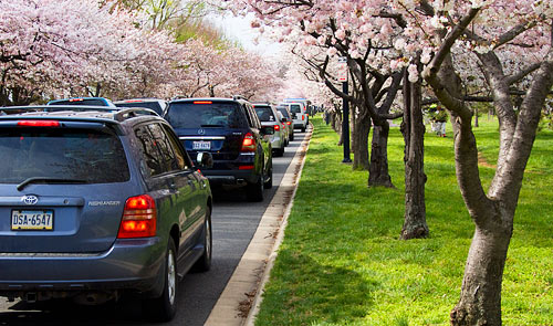 photo: traffic jam, cherry blossoms