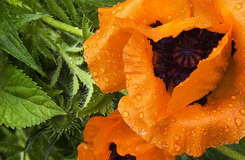 Photo: Blooming orange poppies