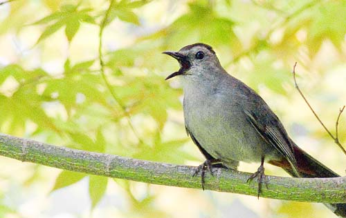 Photo of scolding catbird