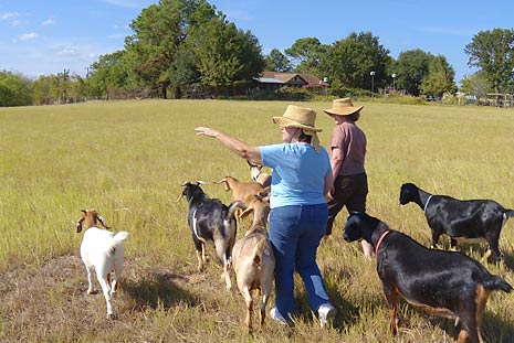 Texas homestead with goats