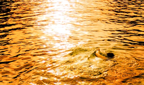 swimmer at sunset