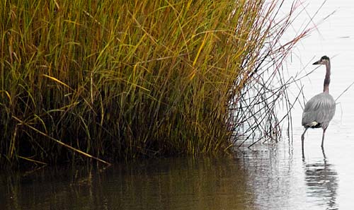 photo: hunting heron