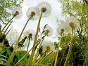 2008_15 Dandelions