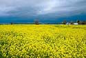 2008_16 Storm over flowers