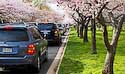 2008_17 Blooming Cherry trees
