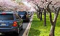 2008_17 Blooming Cherry trees