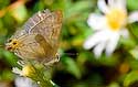 2008_33 Hairstreak butterfly