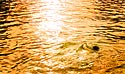2008_39 Sunset swimmer