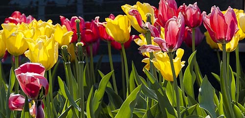 Tulips in bloom.