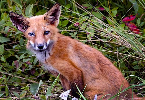 Photo of a very hungry young fox with a gnawed ear and wounded eye at Bombay Hook National Wildlife Refuge.