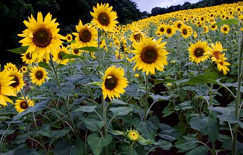 Photo of sunflowers