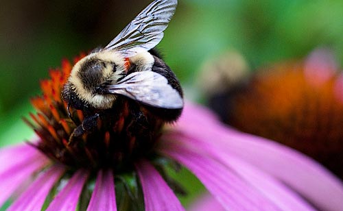 Bumblebee on cone flower