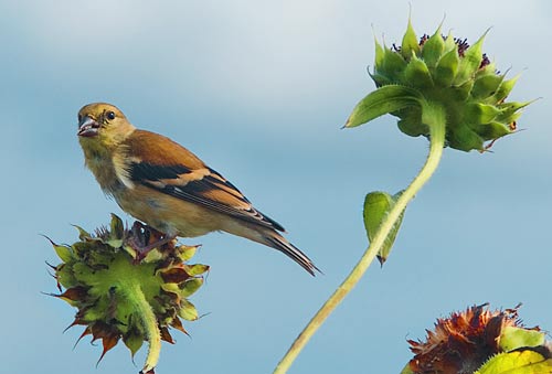 Sunflower bird