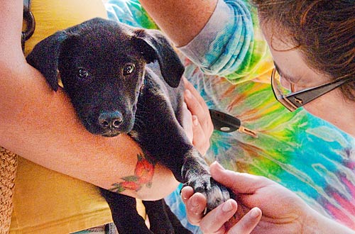 Photo: Black Lab puppy