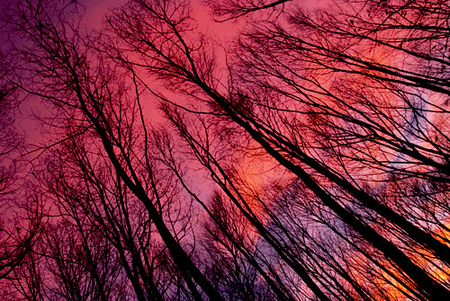 Sunset Trees