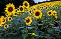 2009_28 Sunflowers