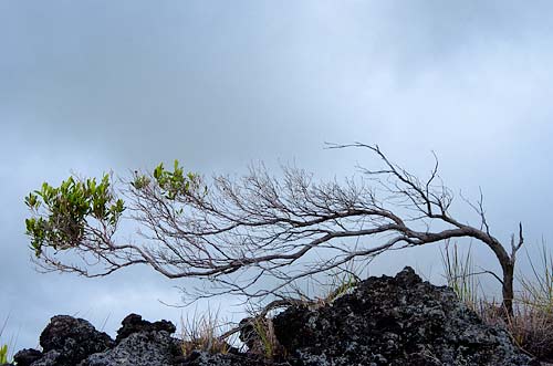 Windblown tree on rocks