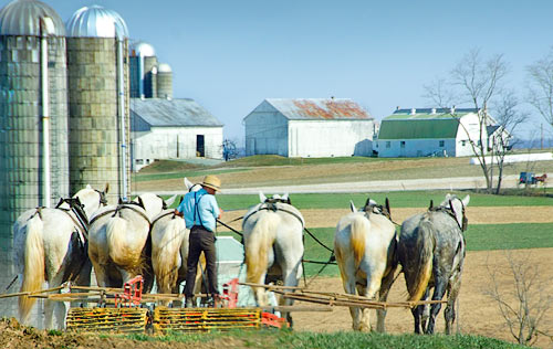 Amish boy tilling soil