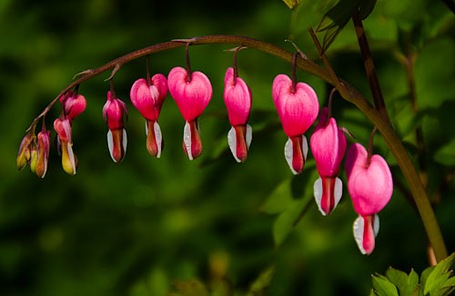 photo: Bleeding Hearts in bloom