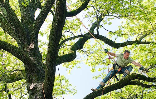 Photo: tree trimmer