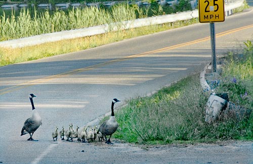 photo: geese