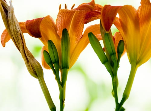 Photo: Day Lilies
