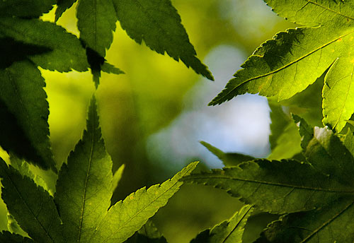 leaves in sunlight