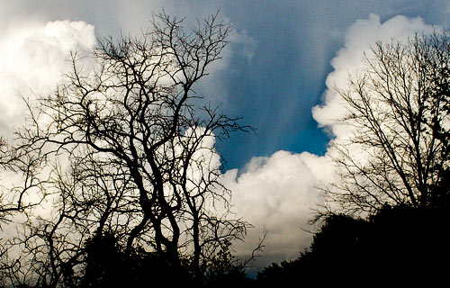 clouds, trees