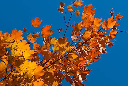 Photo: Norway maple leaves, blue sky