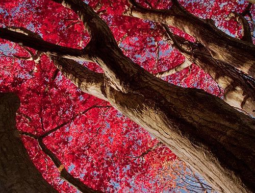 photo: bright red fall leaves