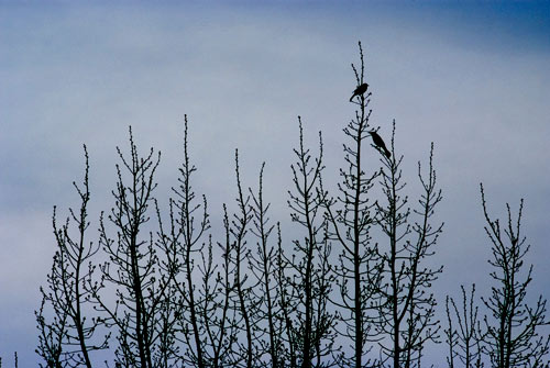 birds in tree