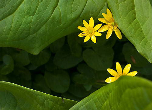 skunk cabbage and lesser celandine