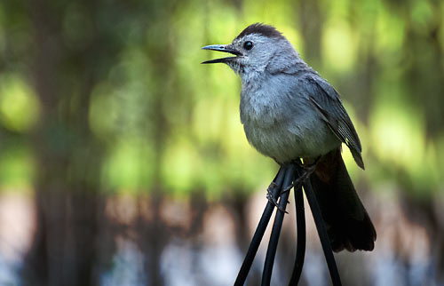 catbird in front of hedge