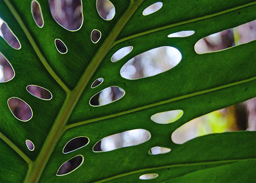 Large Leaf with Holes, Hawaii