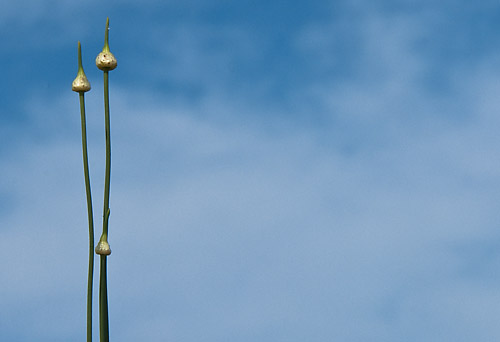 wild onions, open sky