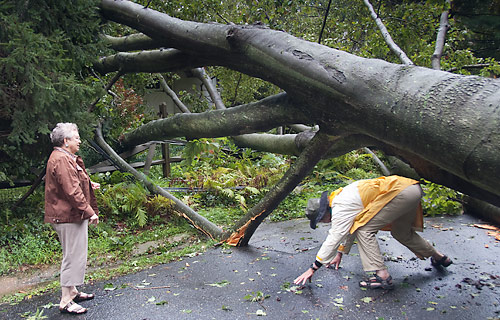 fallen tree, awkward man