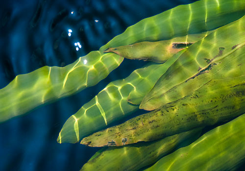 water plants in mill race