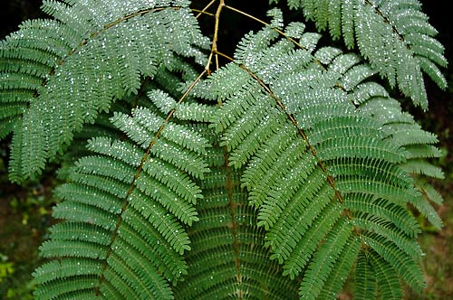 Young mimosa tree in rain.