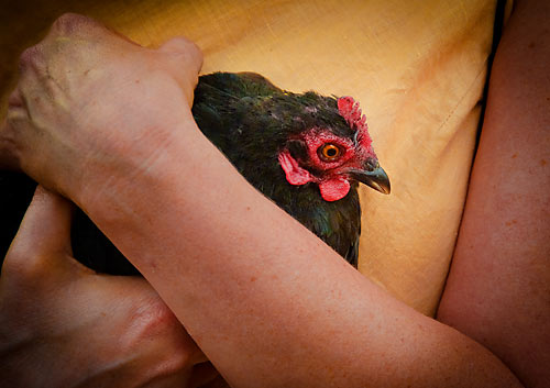 woman holding chicken